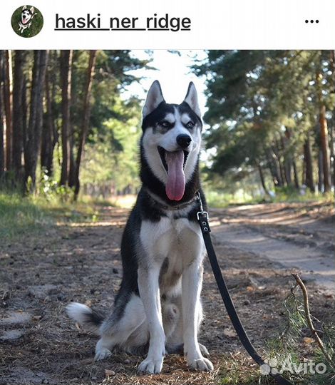 Хаски для вязки