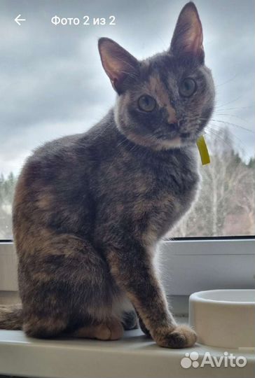 Кошка в дар