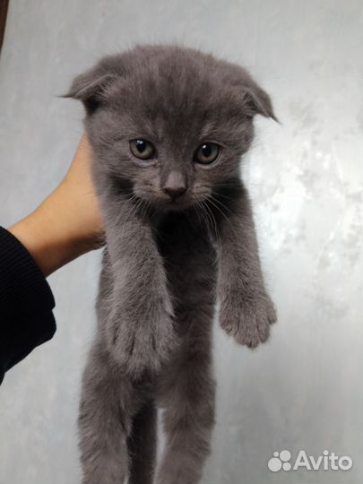 Кошка с котятами