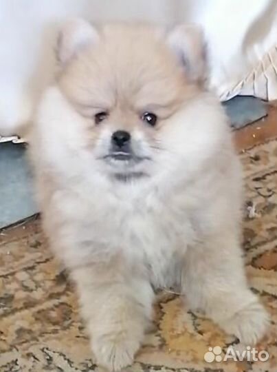 Щенки шпица