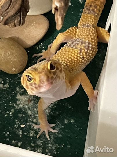 Эублефар самец