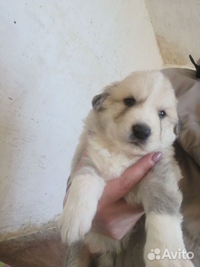 Собака в добрые руки отдам бесплатно