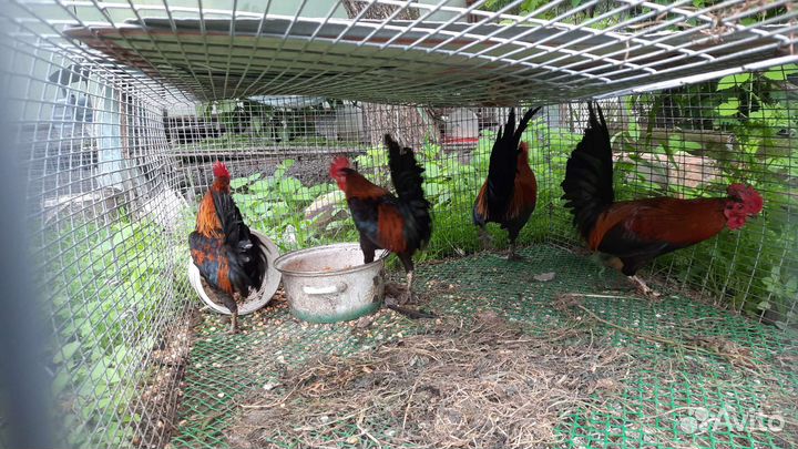Куры петухи