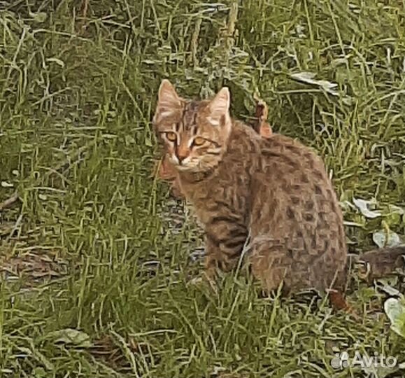 Кошечка 5 месяцев. Ищет добрый дом