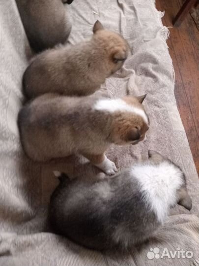 Щенки лайки