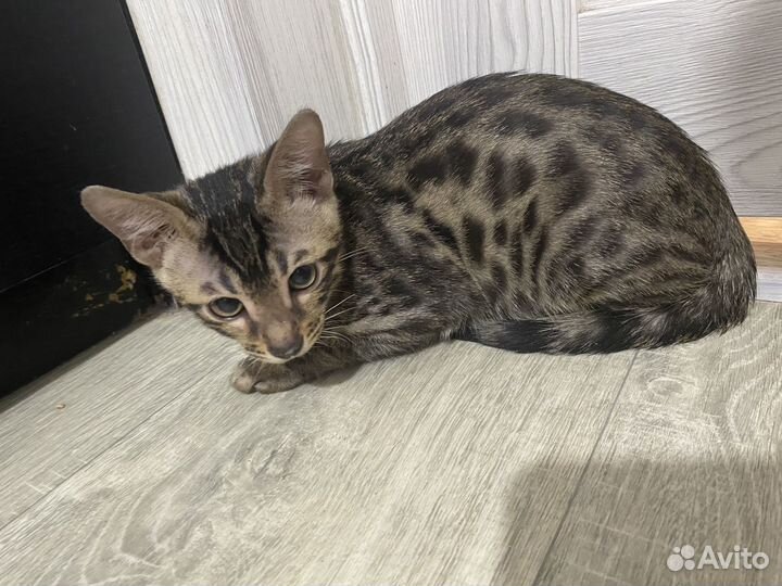 Бенгальские котята