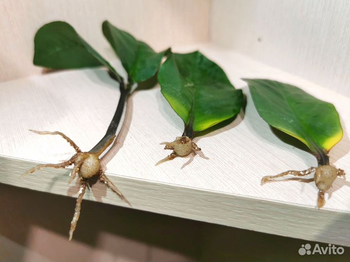 Замиокулькас гигант