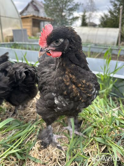 Цыплята, молодняк-маран, павловские зол.,голошейки