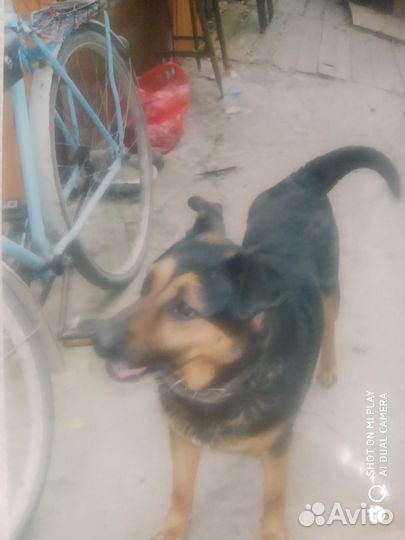 Собака в добрые руки