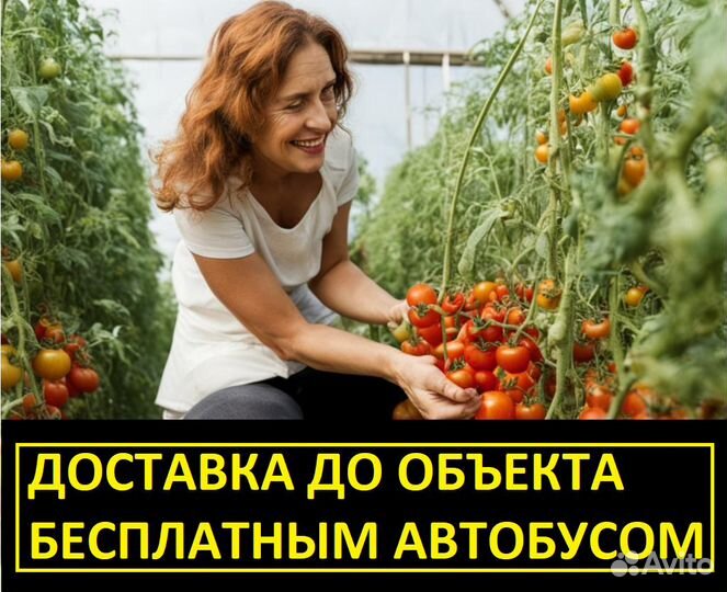 Упаковщик в теплицу (вахта от 15 смен)