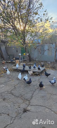 Голуби кинги