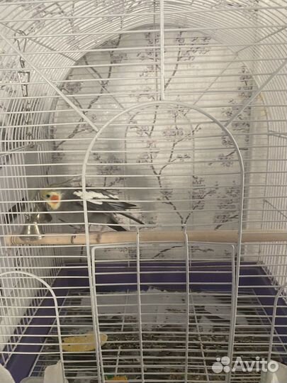 Попугай корелла мальчик