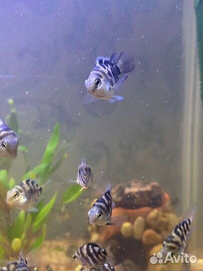 Сапфировый попугай