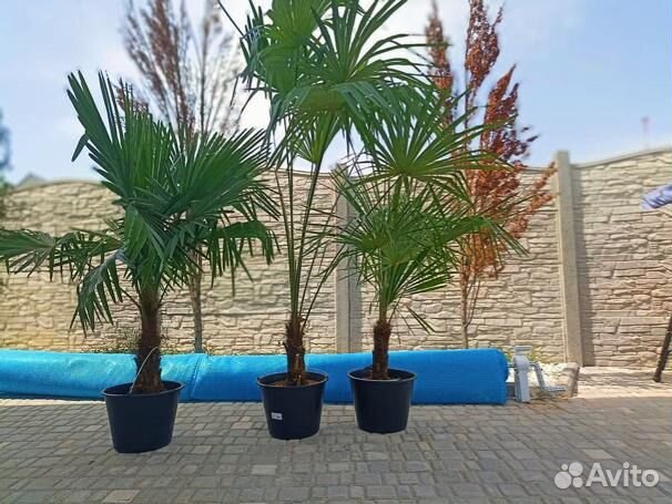 Пальмы Трахикарпус Форчуна