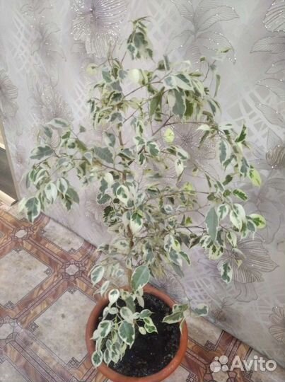 Фикус бенджамина