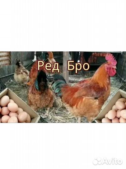 Яйцо ред бро, мастер грей, гриз бар, голошейка