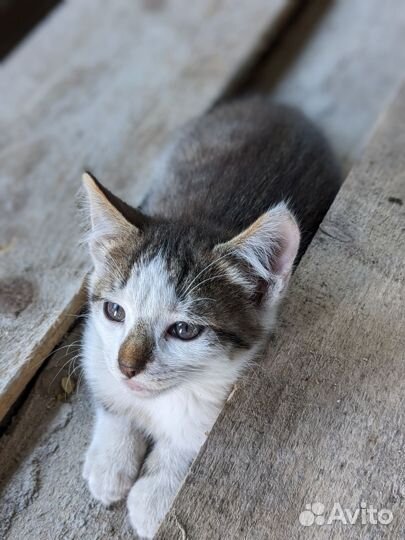 Котята. Мальчик в добрые руки