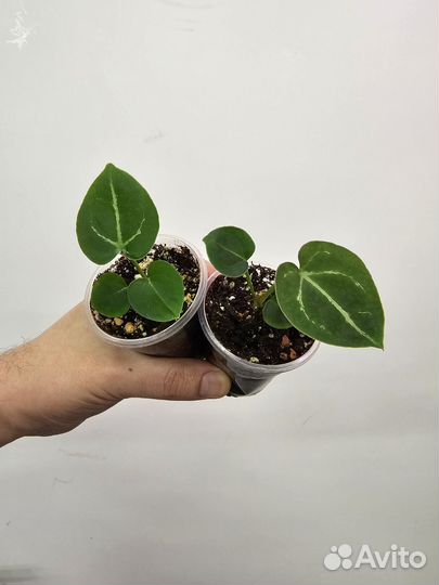 Антуриум Хрустальный Х Форгети