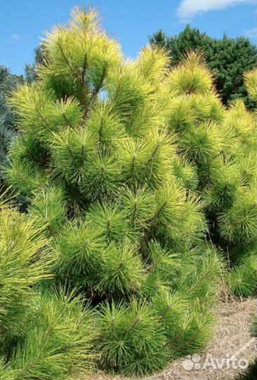 Сосна желтая семена
