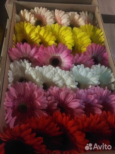 Цветы герберы