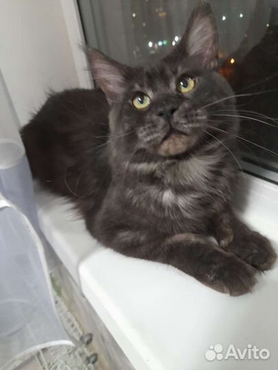 Кот на вязку