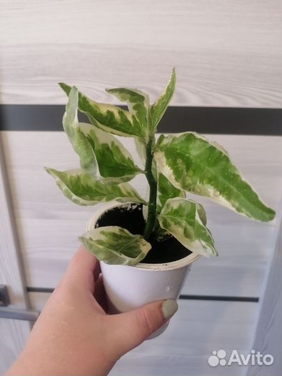 Цветок педилантус