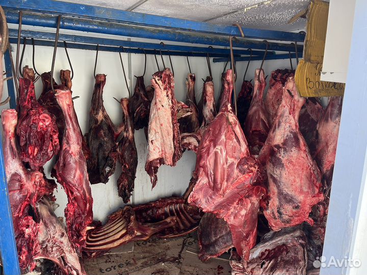 Мясо говядина для собак