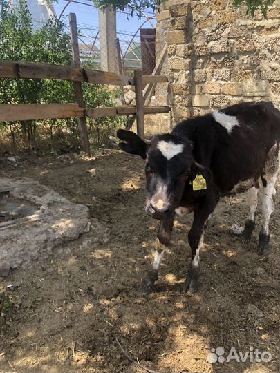 Бычки 6 месяцев