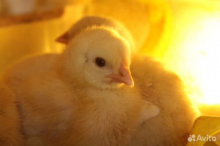 Цыпленок бройлер в наличии, утята мулард