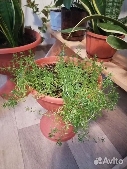 Продам цветы комнатные