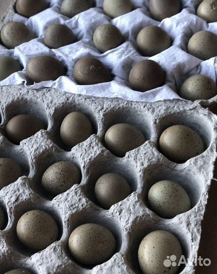 Инкубационное яйцо декоративной перепелки