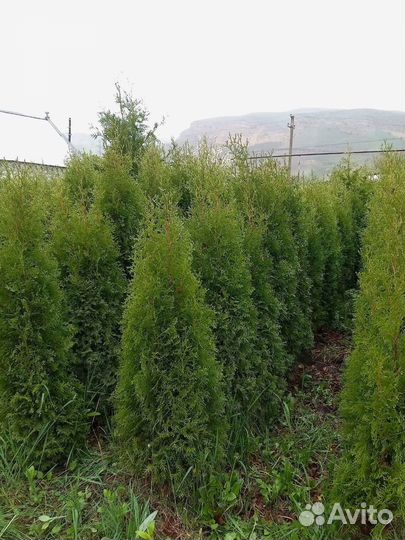 Туя западная Колумна 1.5-1.7 - 2500