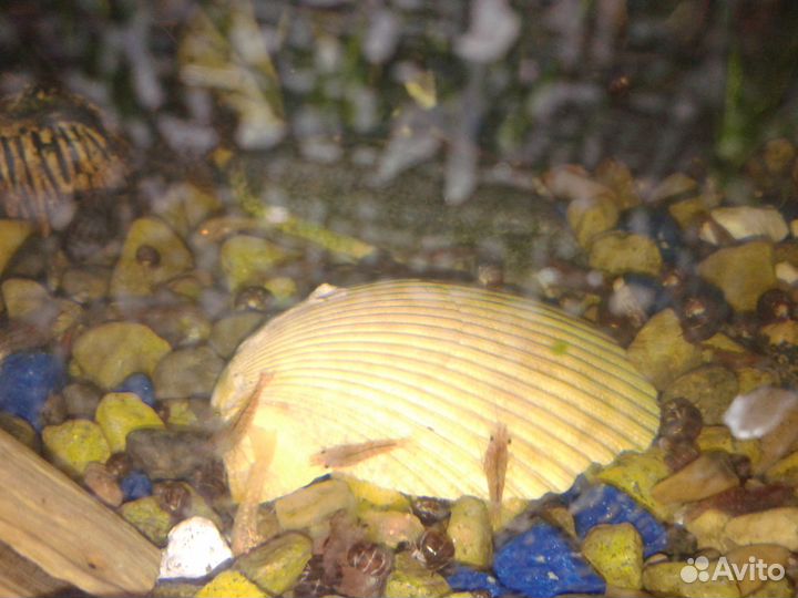 Креветки вишенки