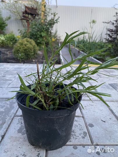 Гипсофила саженец