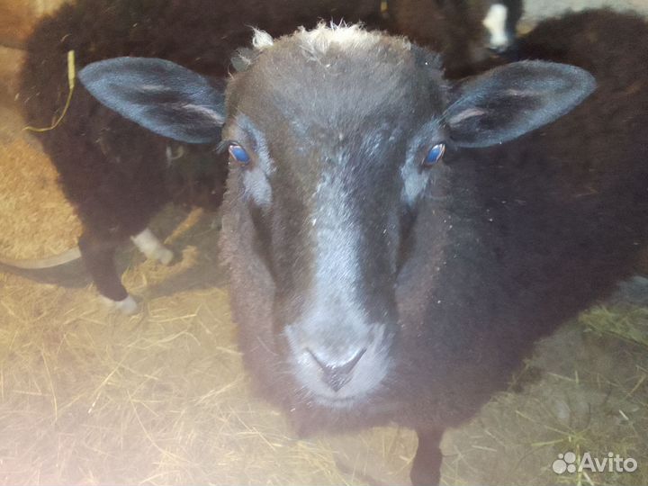 Овцы бараны