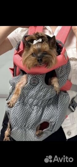 Рюкзак-переноска для мелких собак (котов)