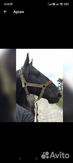 Карачаевский жеребец