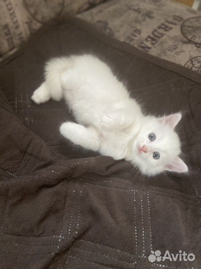 Турецкая ангора