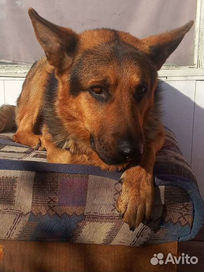 Вязка немецкая овчарка