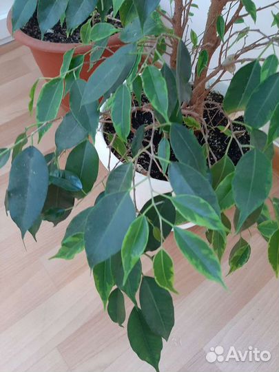 Фикус бенджамина пестролистный большой