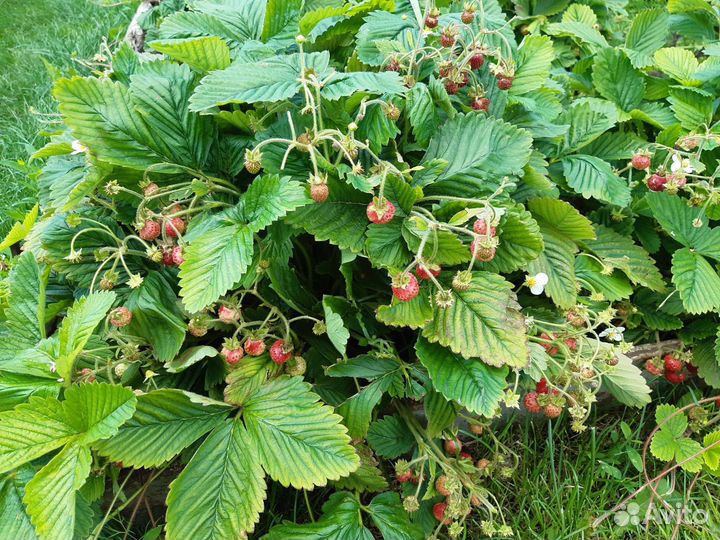 Земклуника. Усы