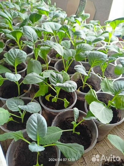 Рассада капусты