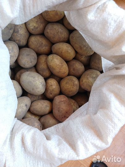 Продам картофель