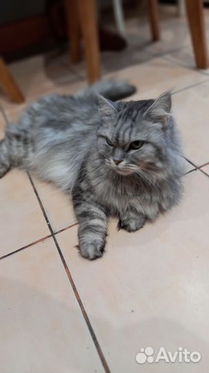 Кошки