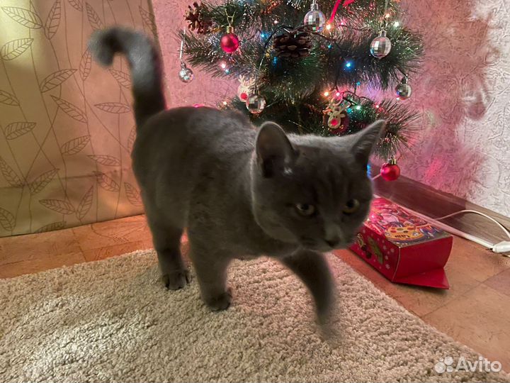 Молодая кошка