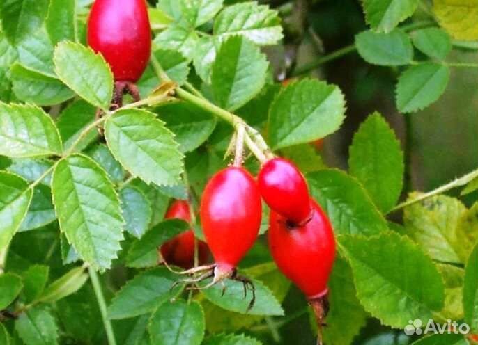 Шиповник плоды