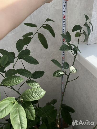 Комнатное Лимонное дерево с плодами