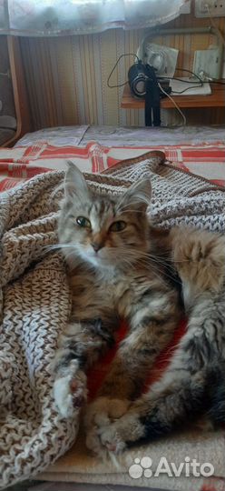 Отдам кошечку в добрые ручки