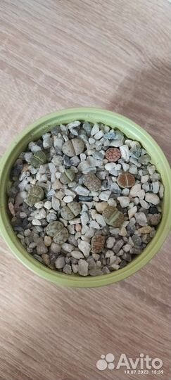 Литопсы. Живые камни