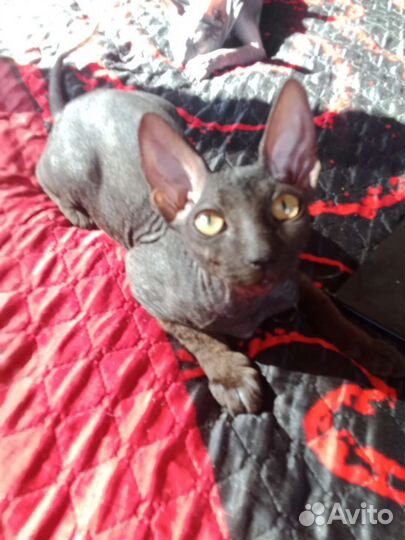 Донской сфинкс